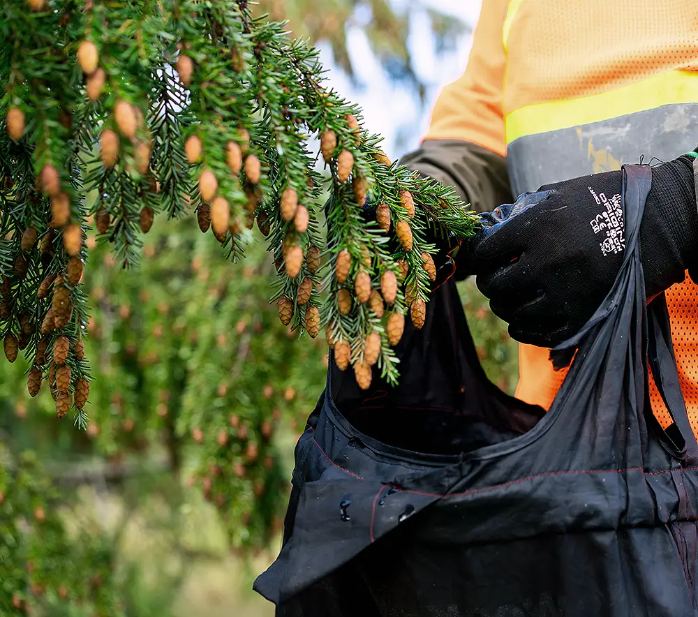 western forest careers in forestry