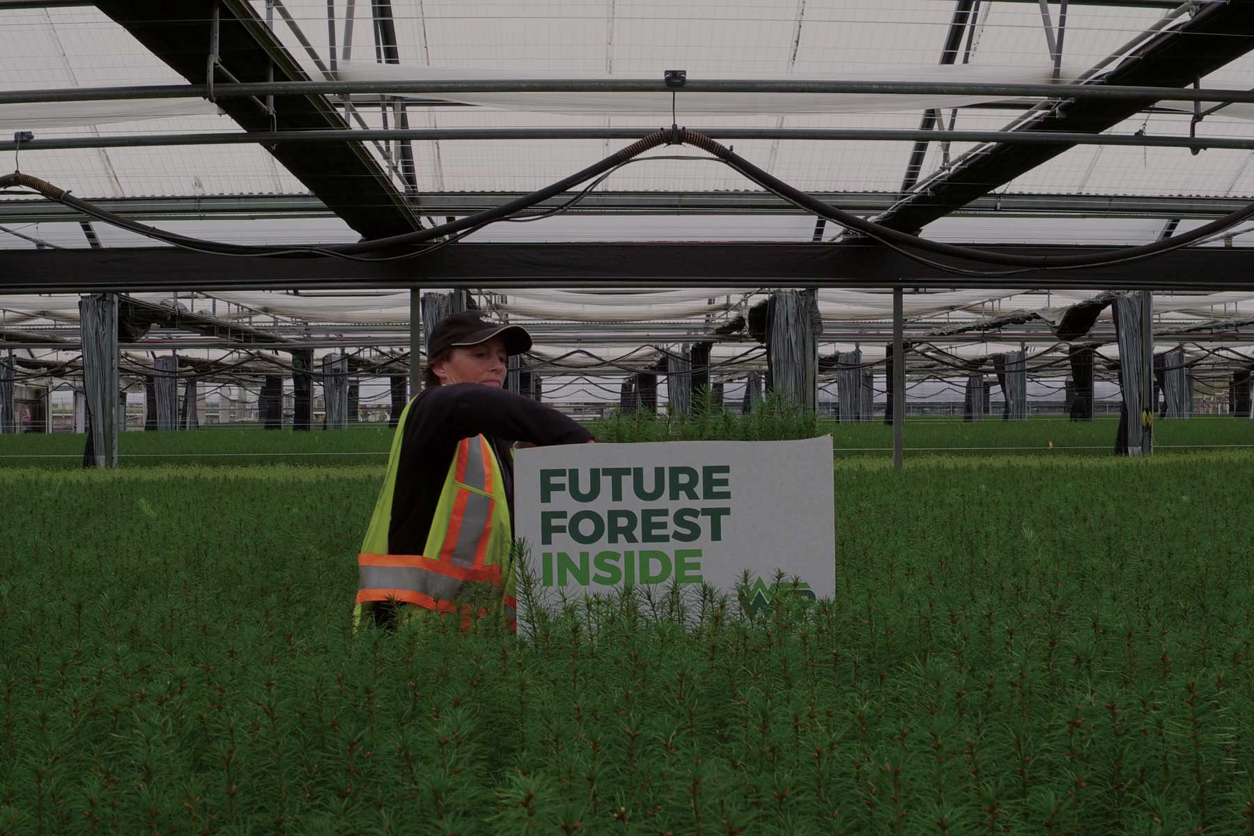 Western Forest Products Sustainability wood