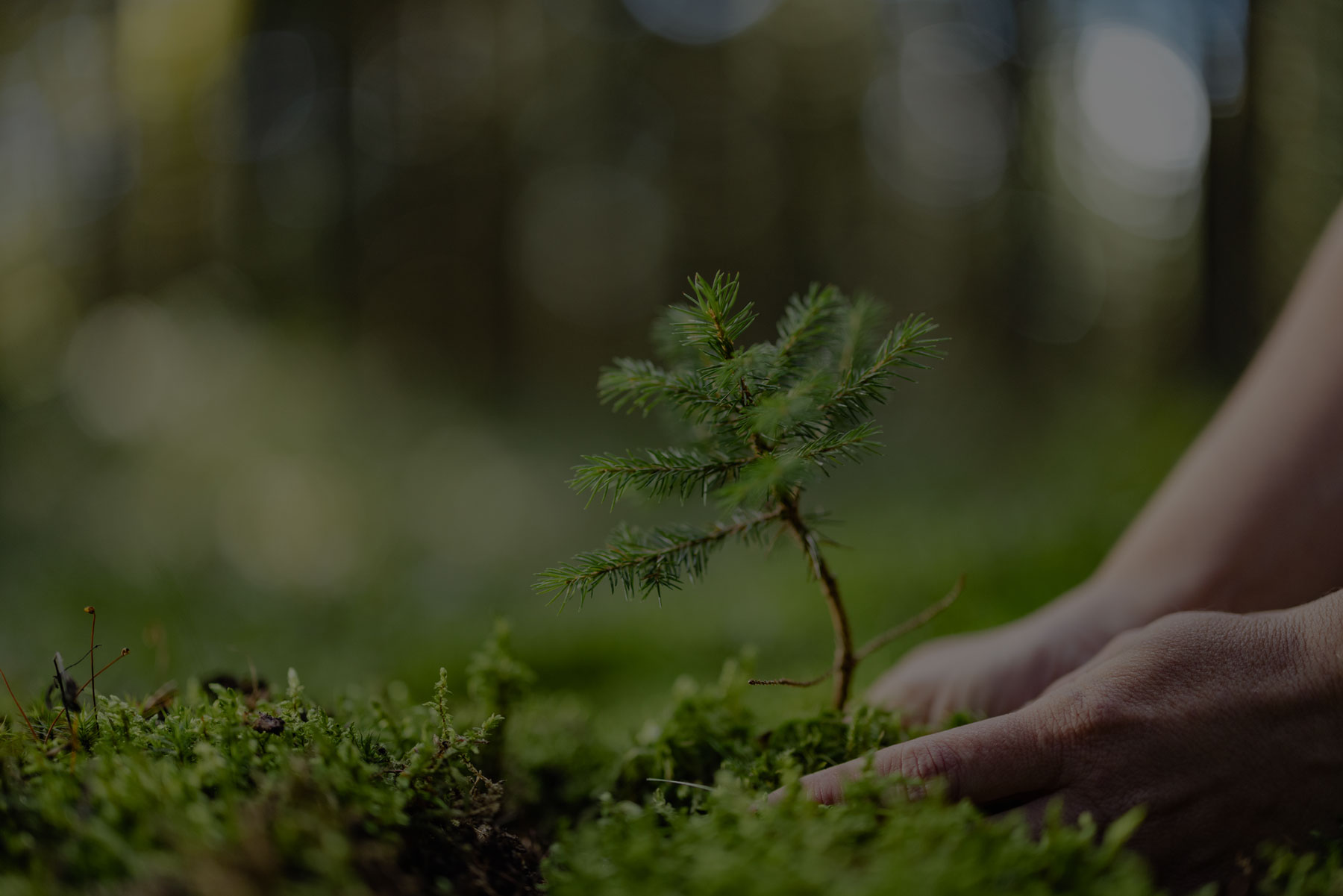 Western Forest Products Sustainability seedling