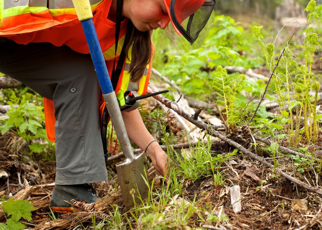 Tree planting, Vancouver Island