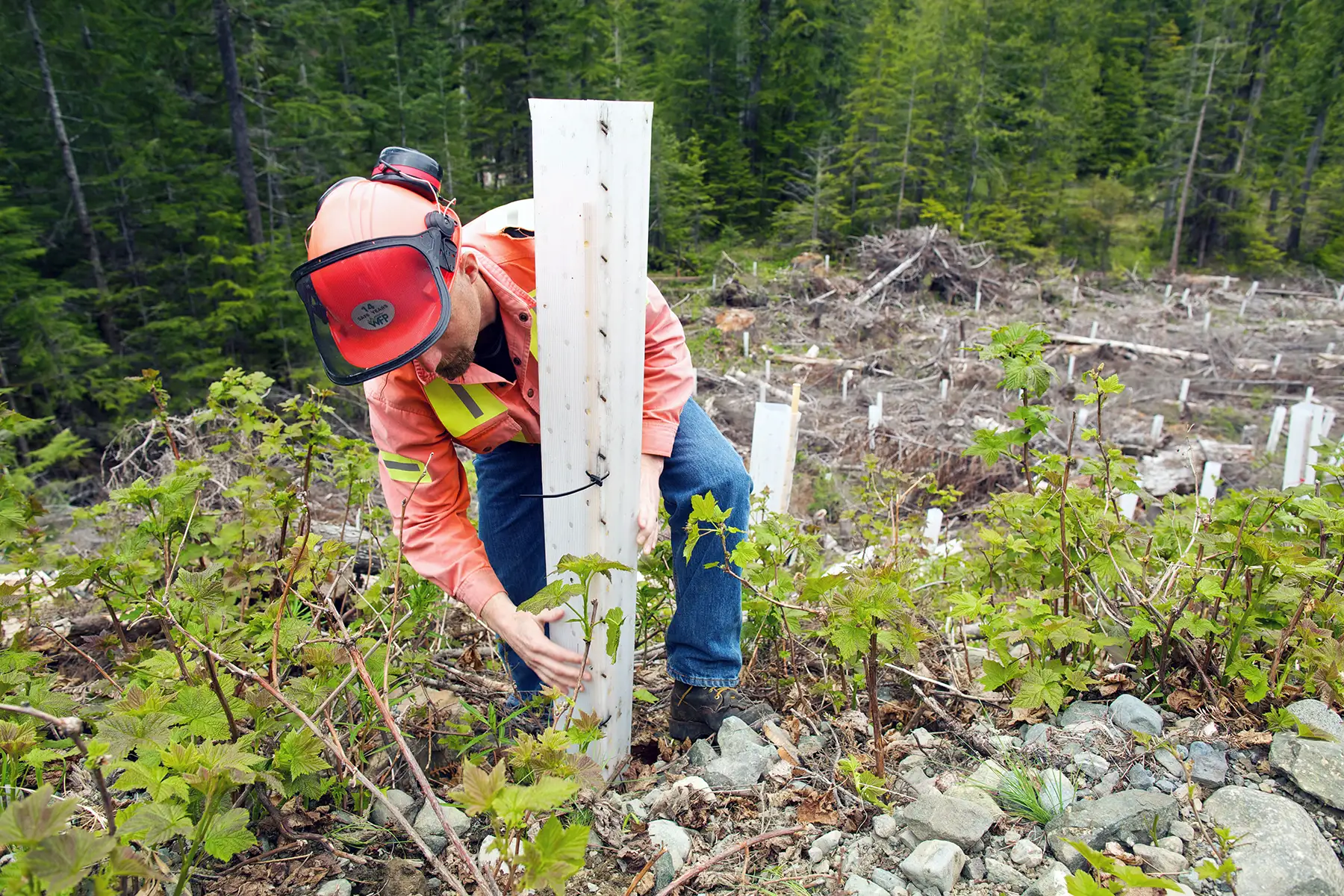 sustainable forestry and thermal modification