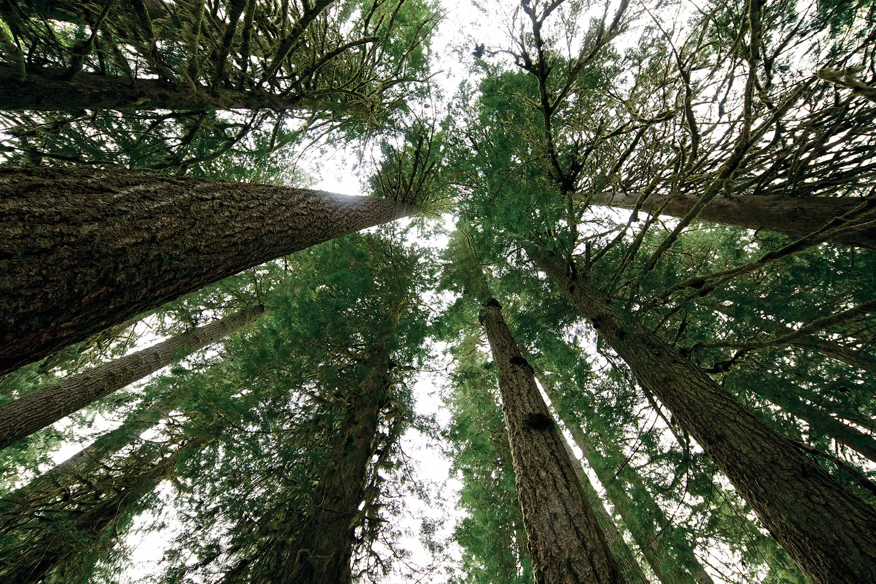 Saanich Forestry Centre